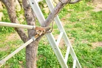 Appelboom snoeien met ladder