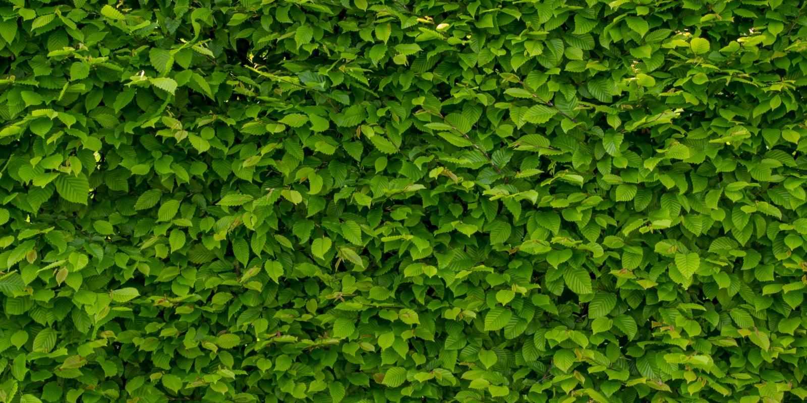 Groene beukenhaag