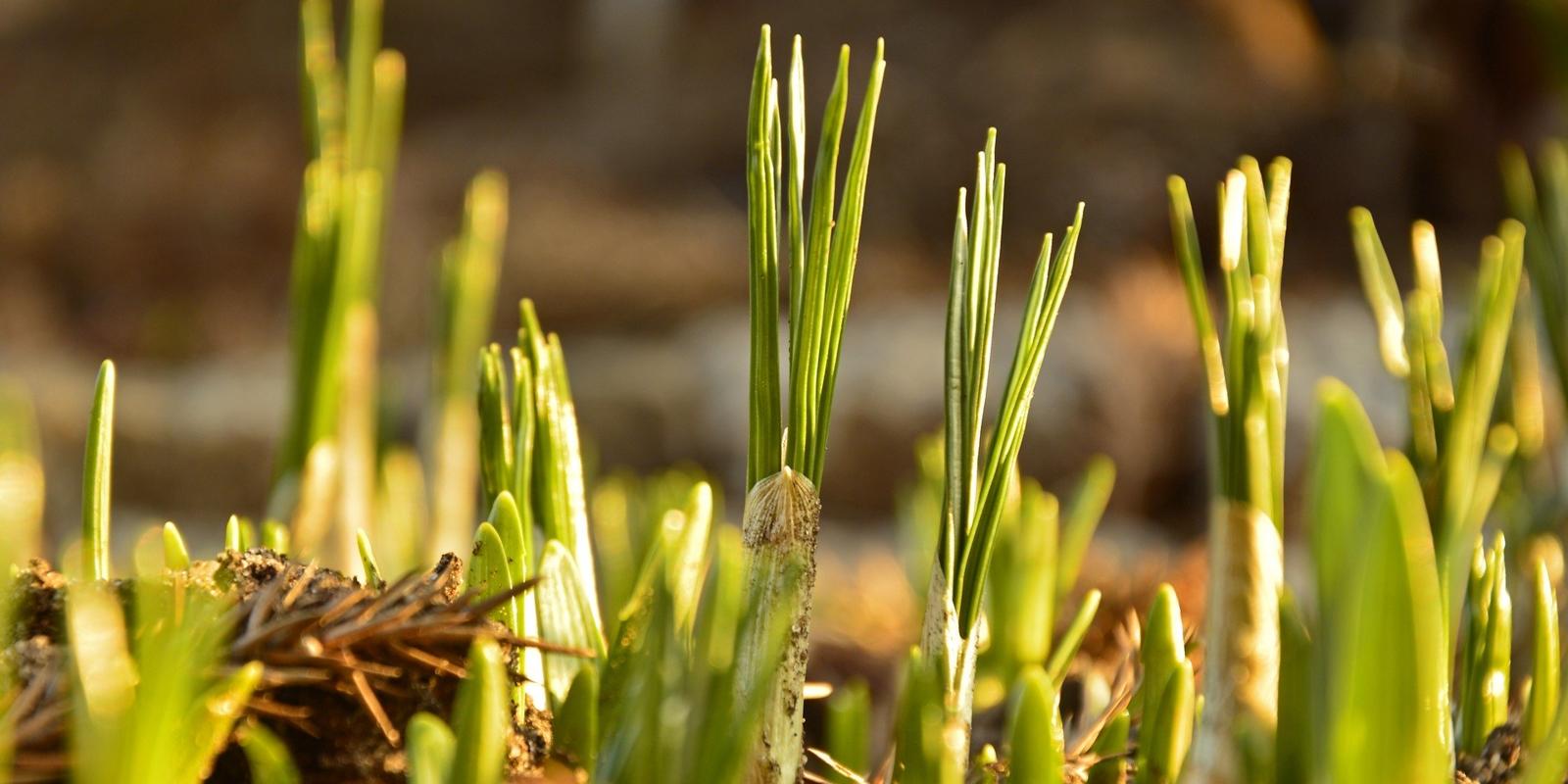 Narcis bloembollen