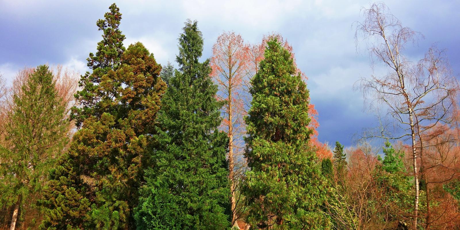 Coniferen bomen