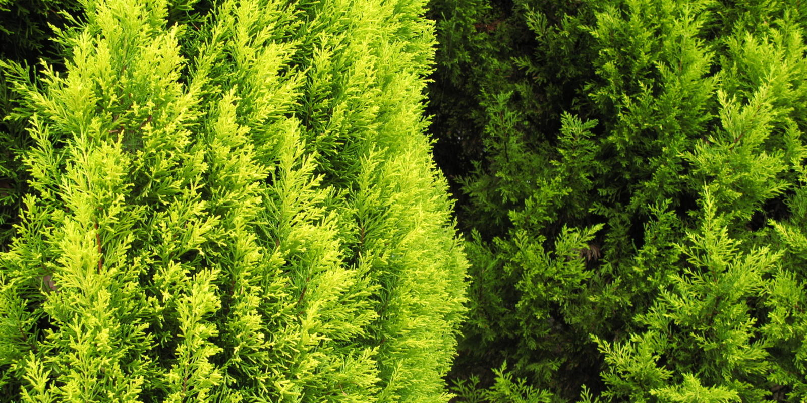 Taxus snoeien