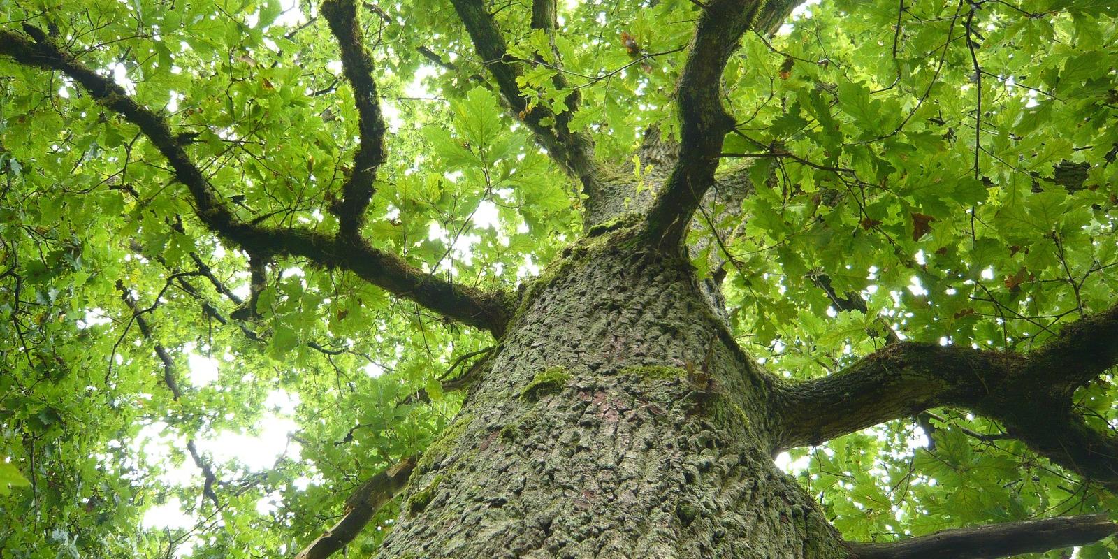 Eikenboom