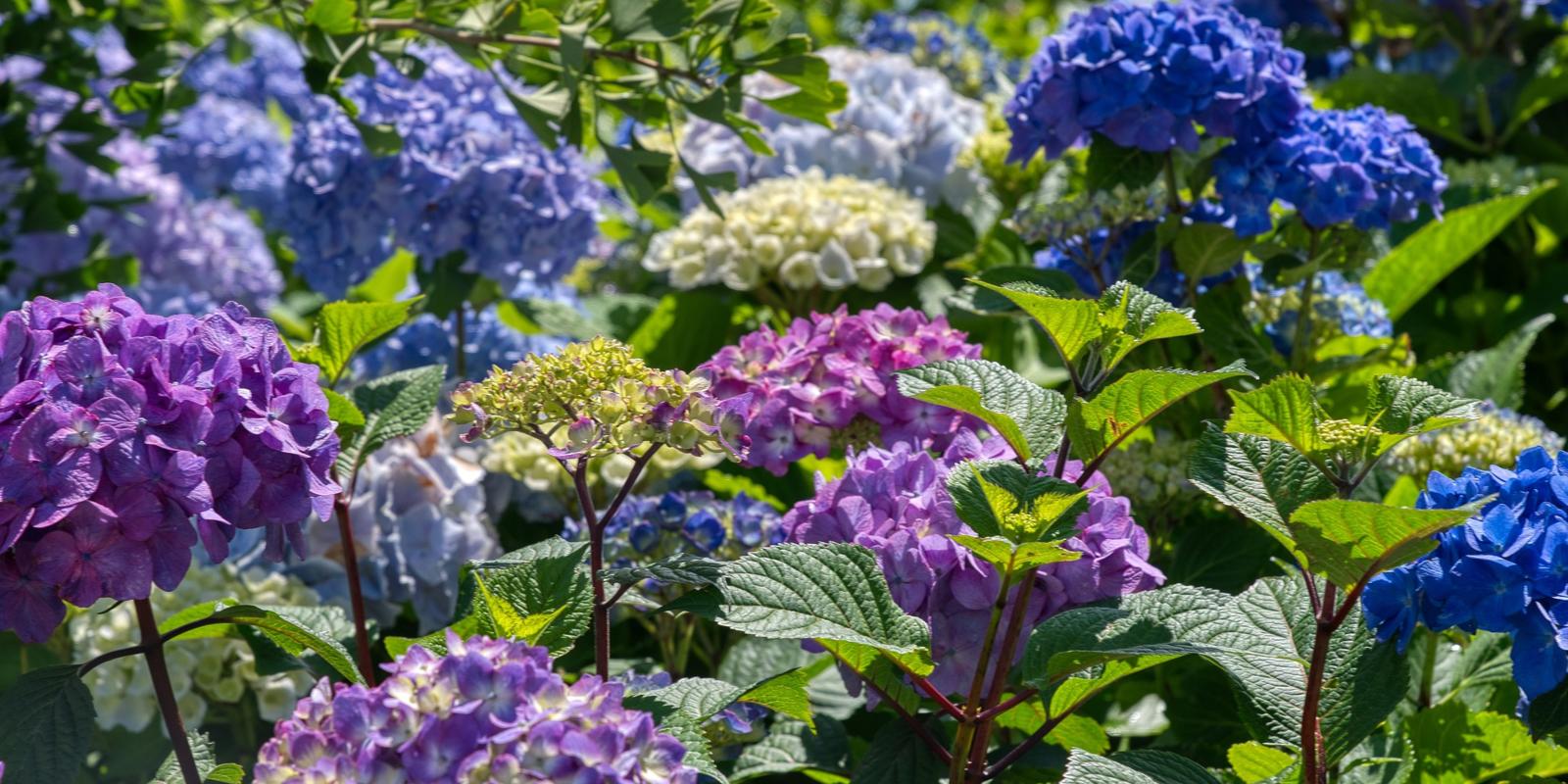 Boeren Hortensia snoeien
