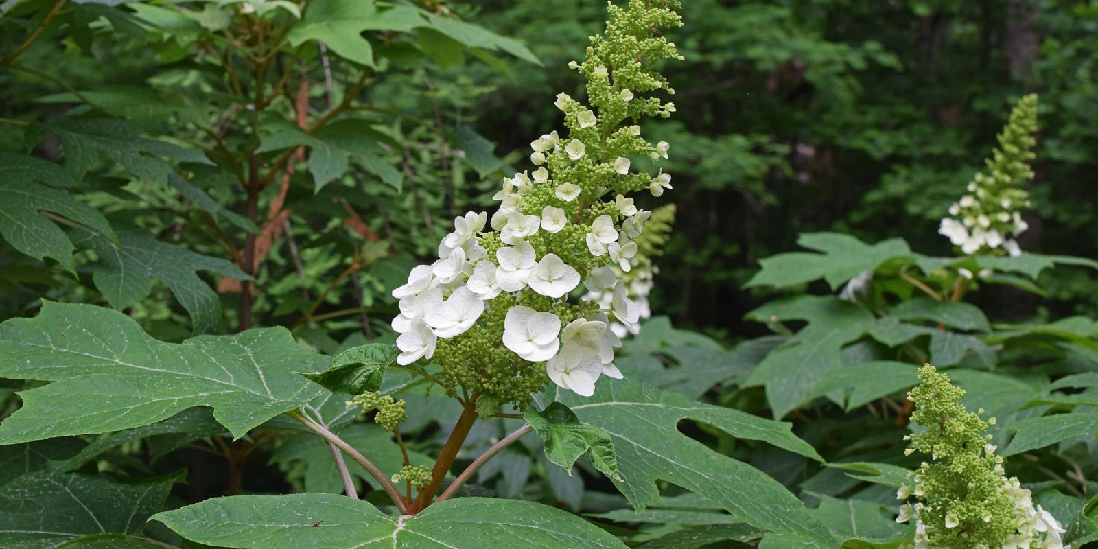 Eikenbladhortensia snoeien