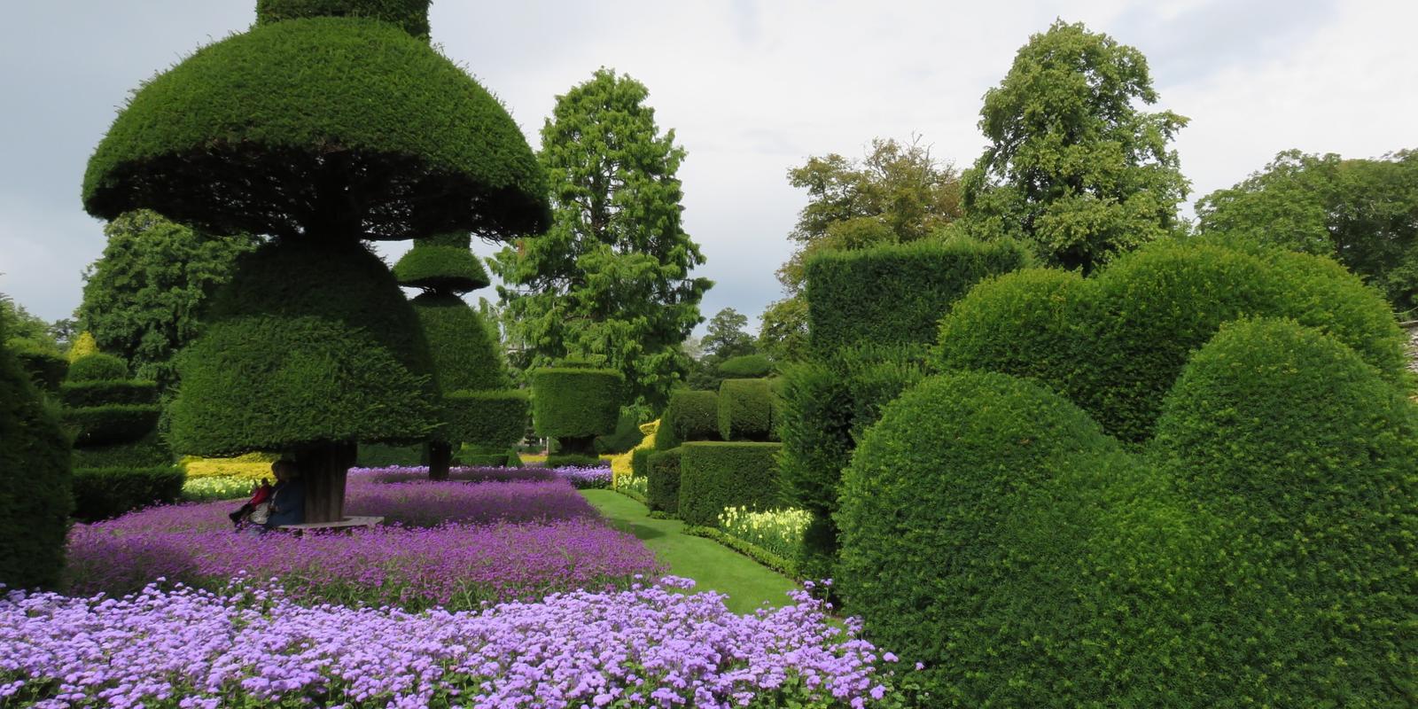 Buxus combineren met lavendel