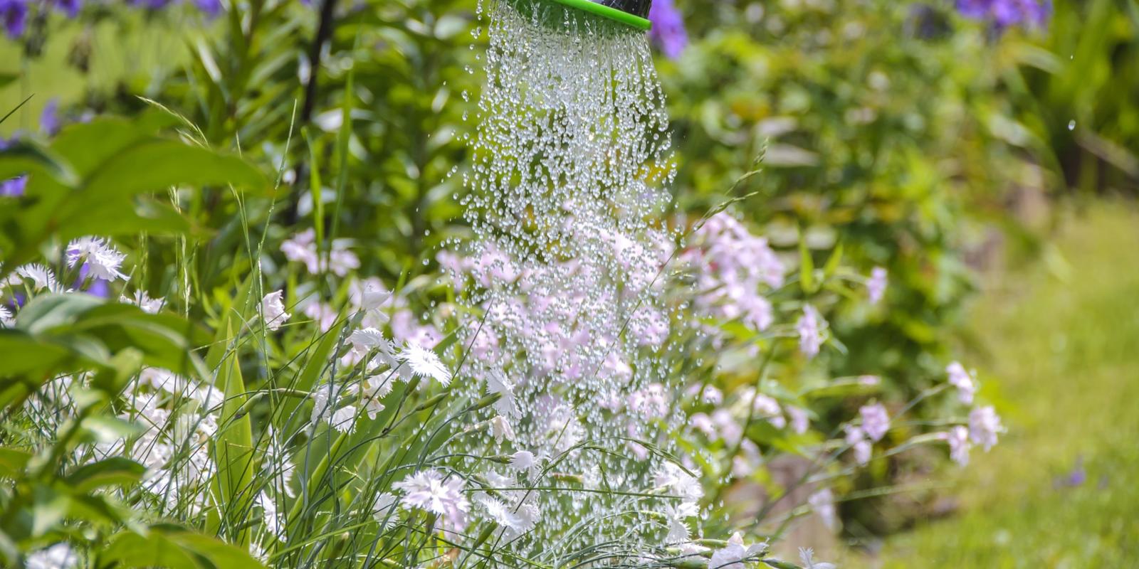 Regenwater gebruiken gieter