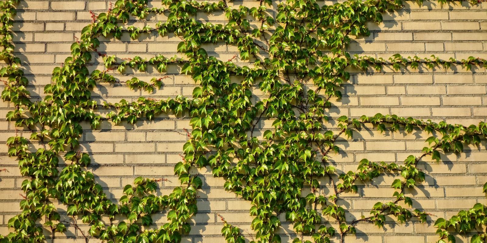 Gesnoeide hedera