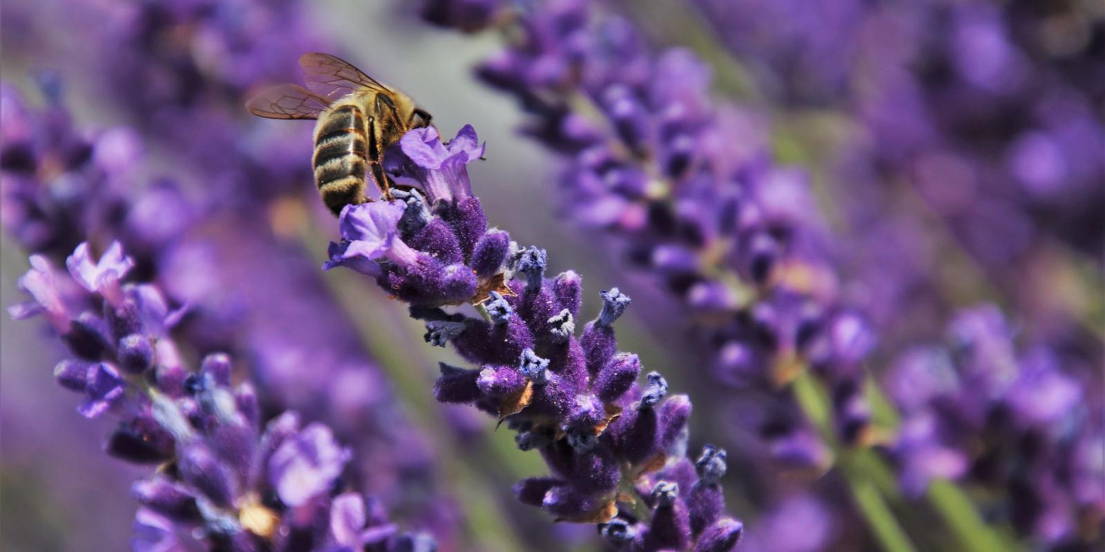 Snoeien van lavendel