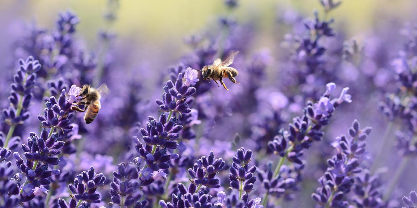 Bloeiende lavendel