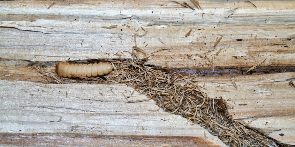 houtworm bestrijden