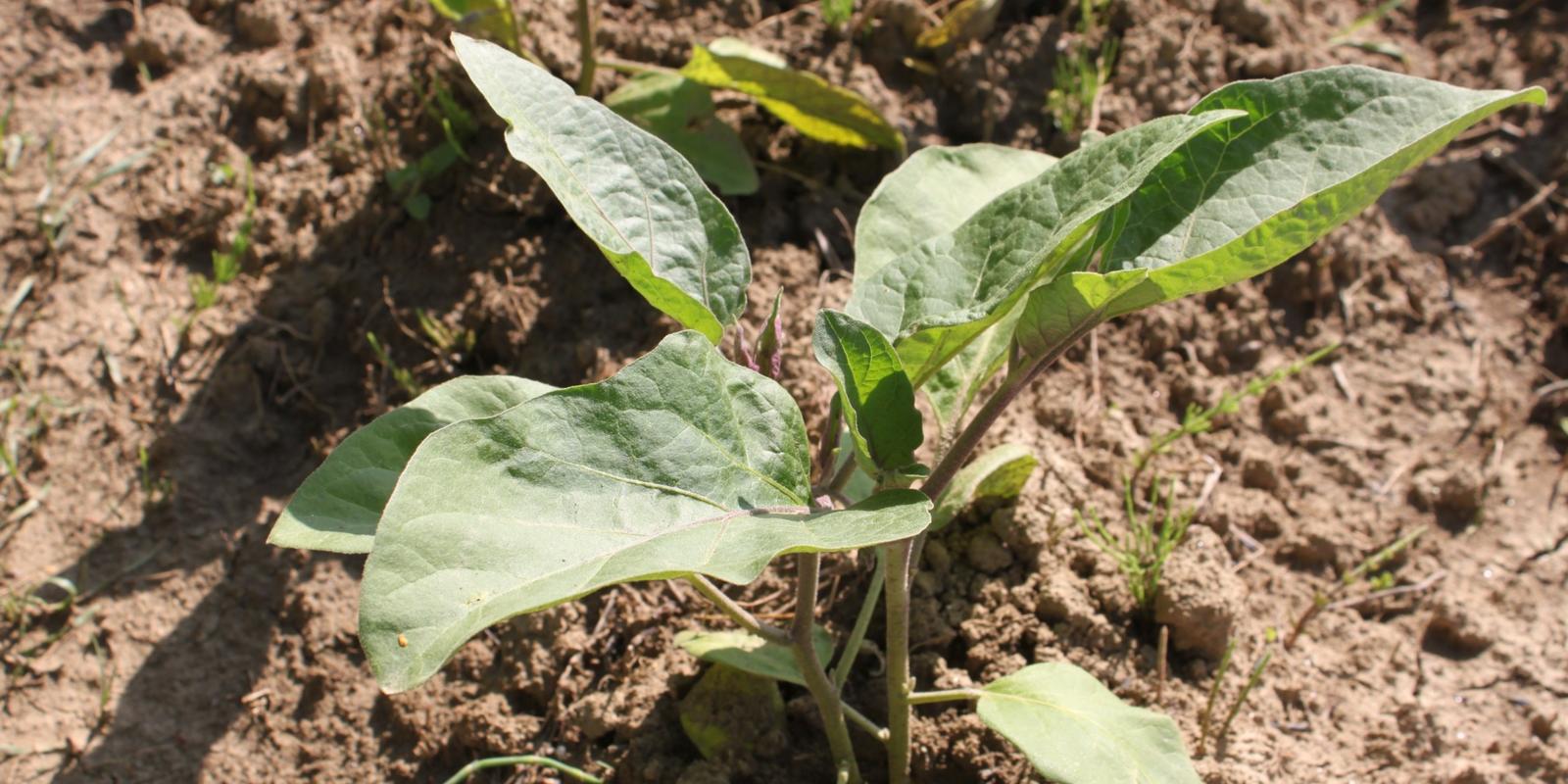 Onkruid uit tuin verwijderen