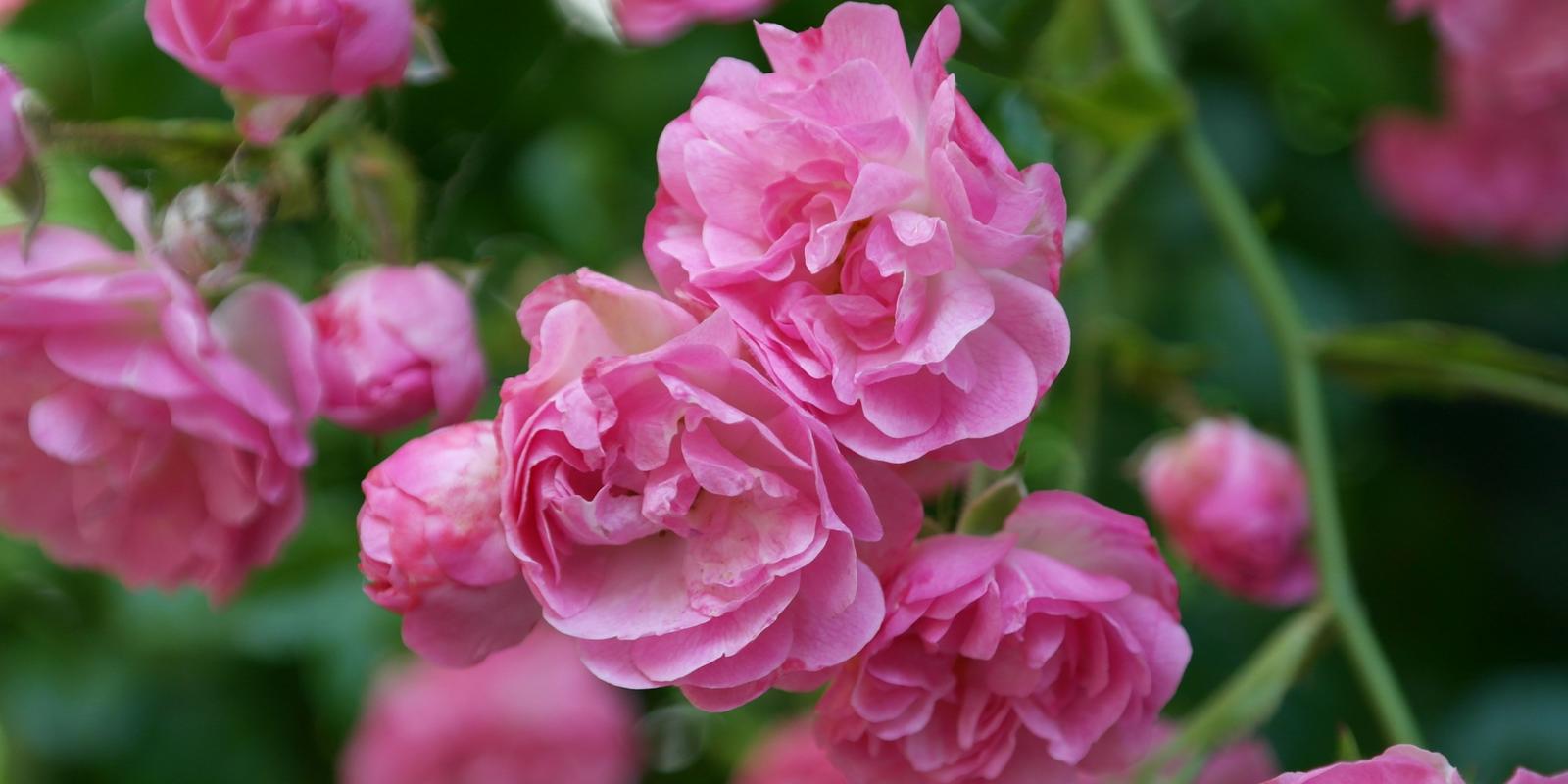 Roze rozen
