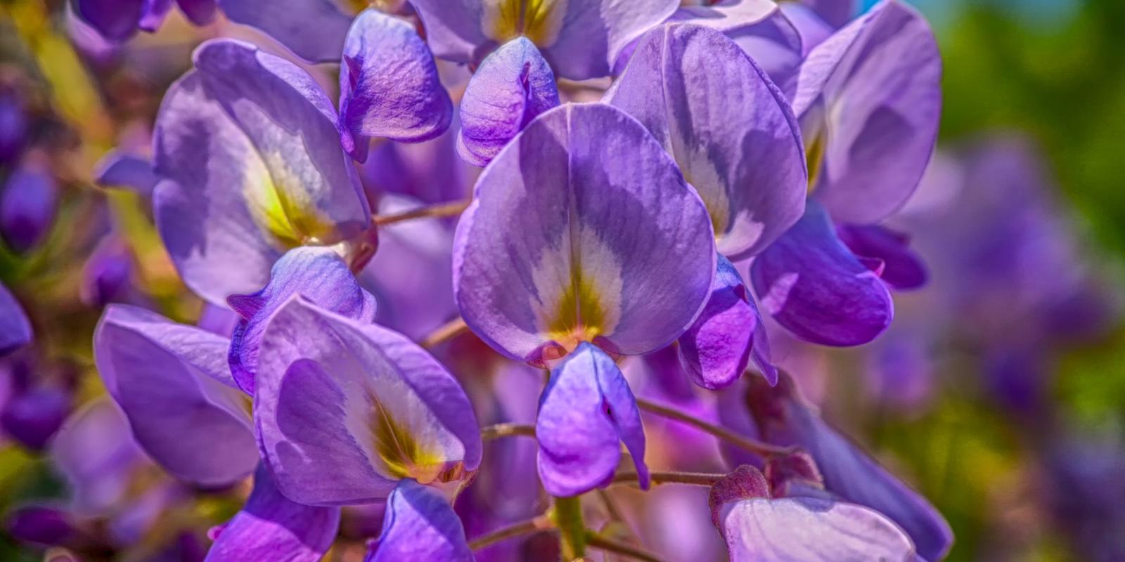 Bloemen wisteria