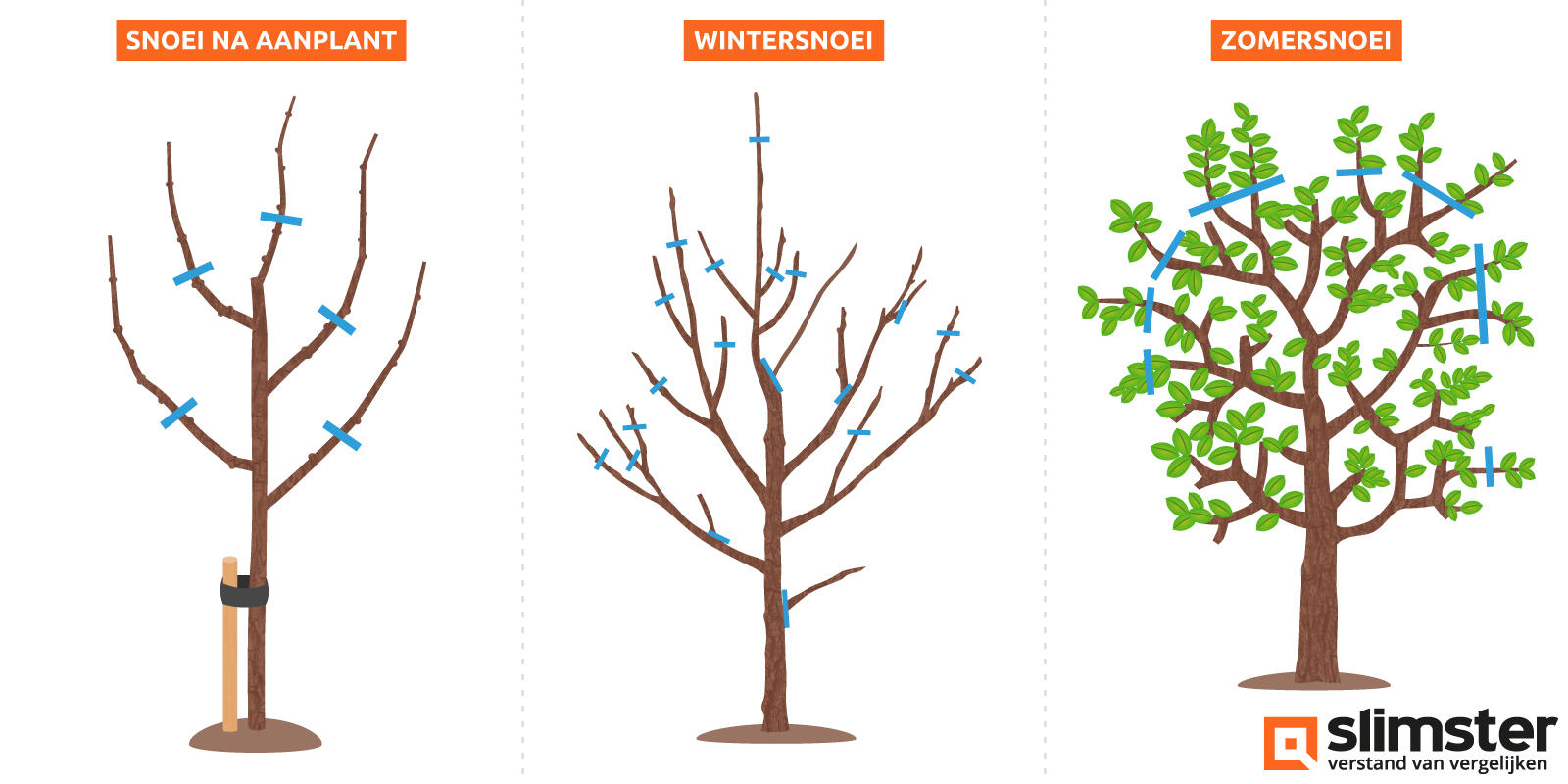 Appelboom snoeien tekening