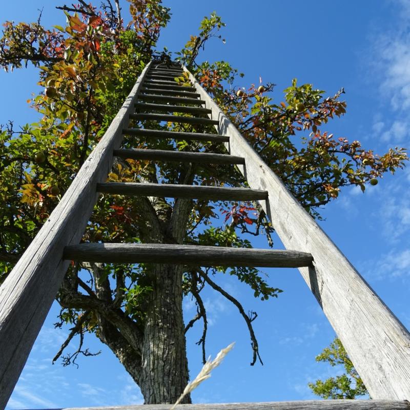 Appelboom snoeien met ladder