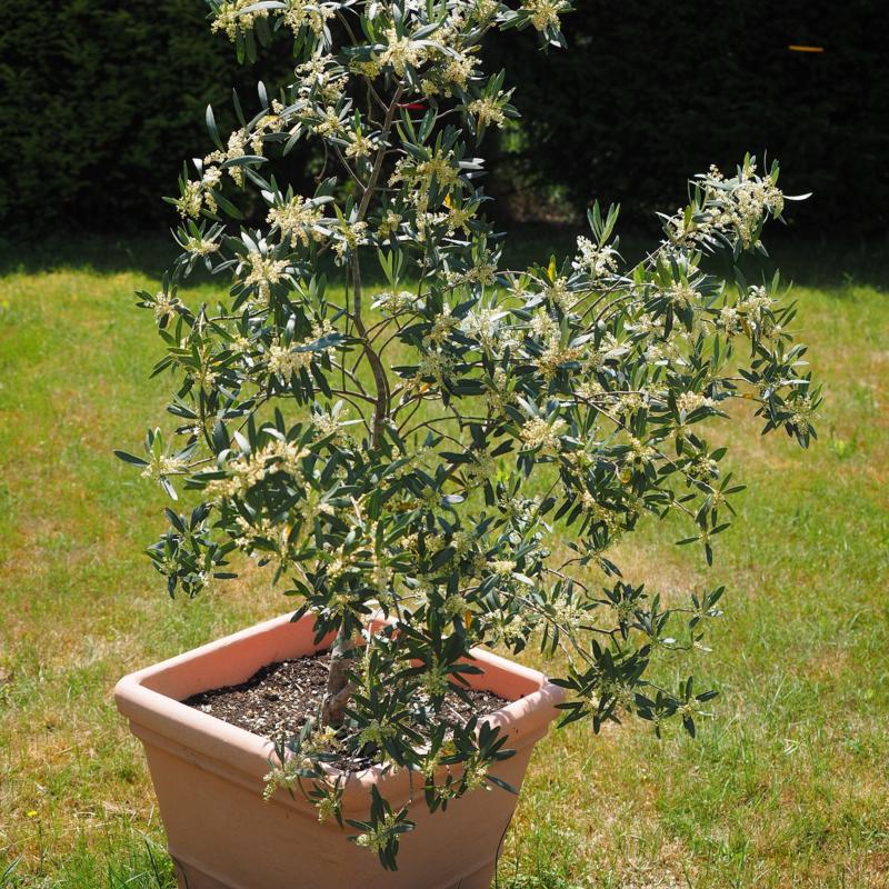 Olijfboom in pot