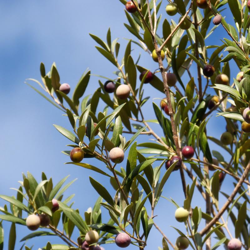 Olijven aan olijfboom