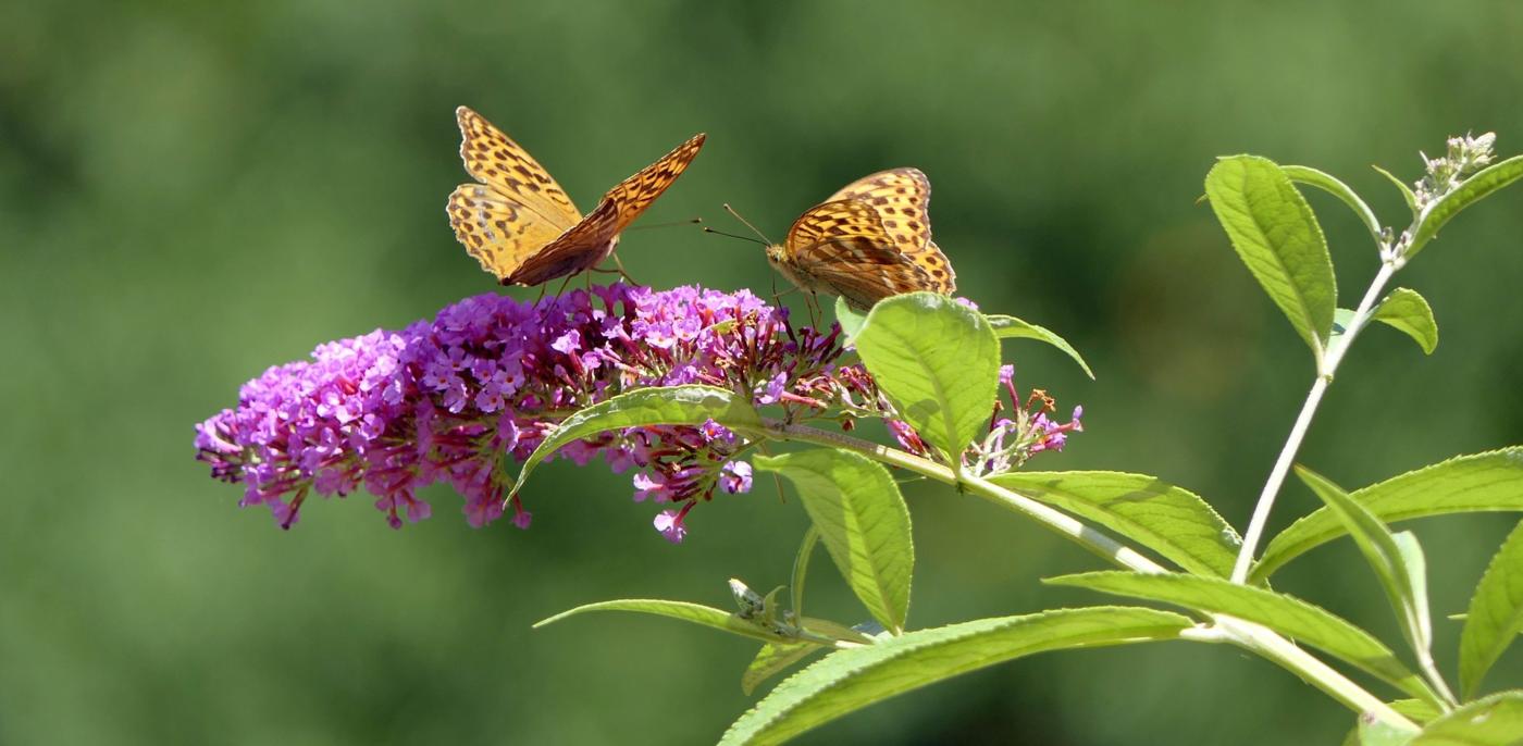Snoeien Vlinderstruik Hoe en wanneer moet