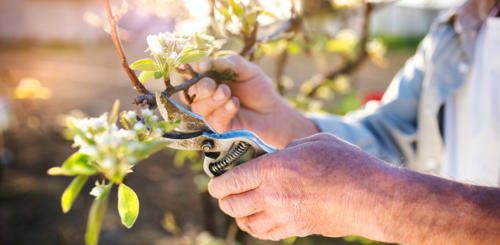appelboom snoeien wanneer