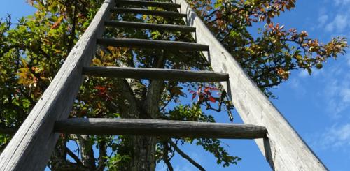 Appelboom snoeien met ladder