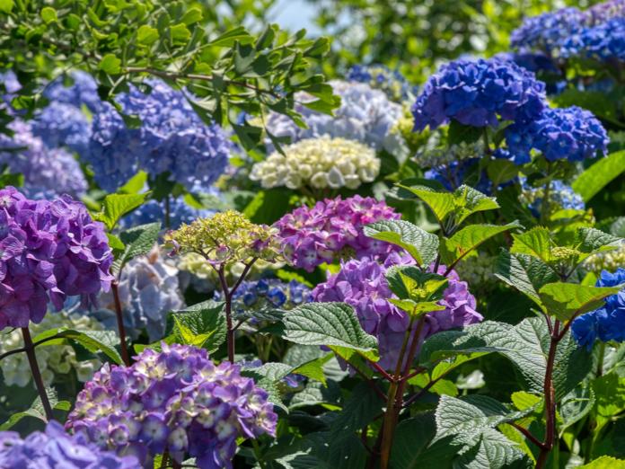 Hoe Hortensia S Snoeien En Verzorgen Per Soort Uitgelegd Slimster